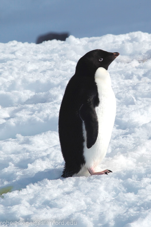 penguin